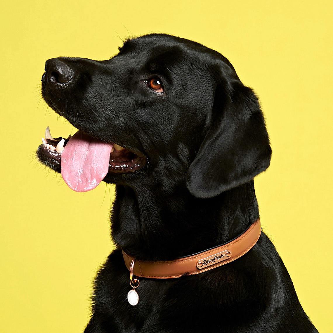 happy_dog_on_yellow_portrait_petsumer