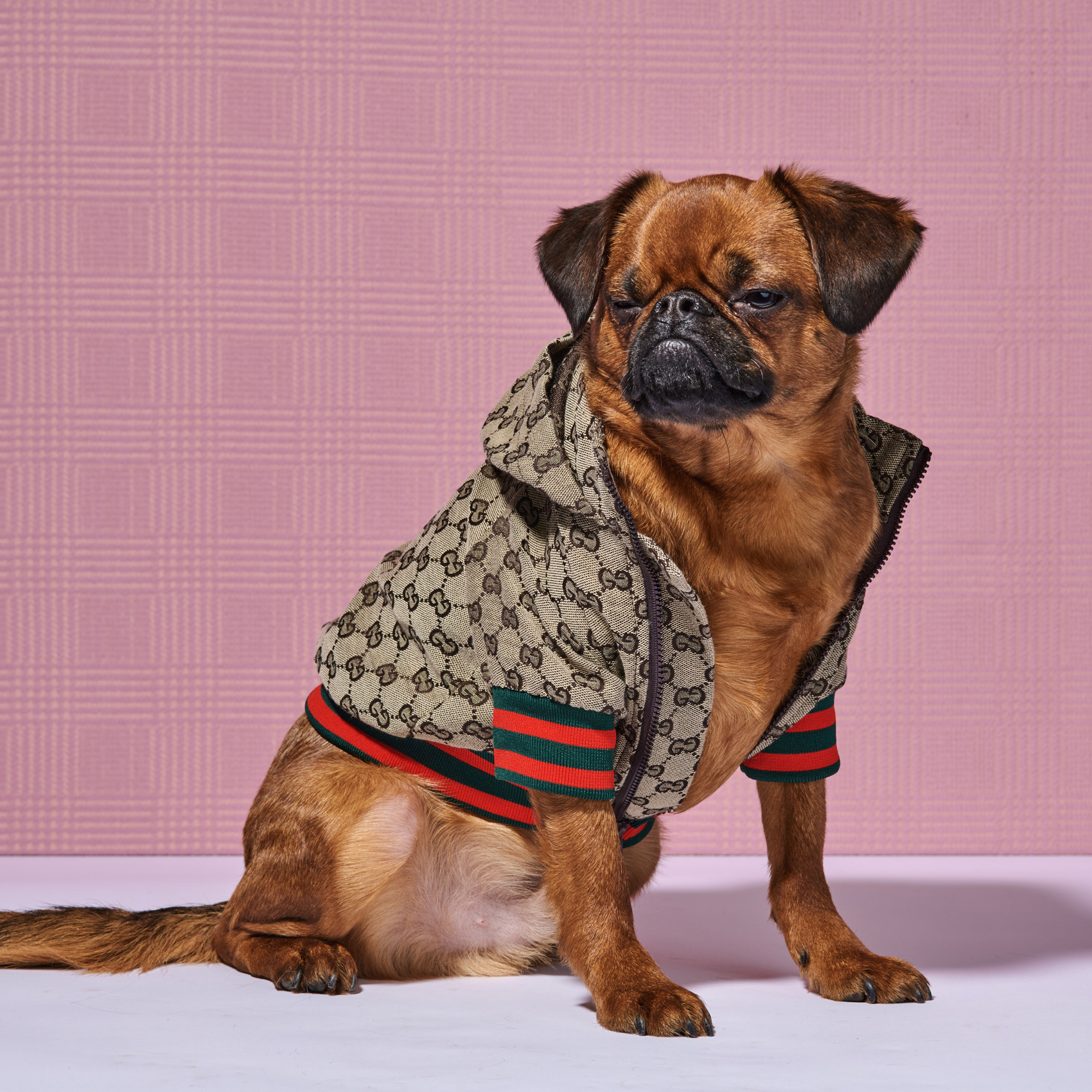 dog_in_a_gucci_jacket